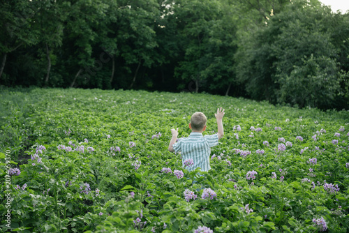 Fotografía Back view of a young boy standing in a vibrant green potato field during sunset, surrounded by beautiful purple flowers, enjoying nature in the countryside