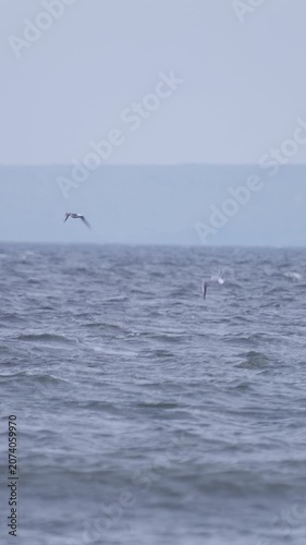 A flock of seagulls (Larus ridibundus) fly over a river in windy weather.
