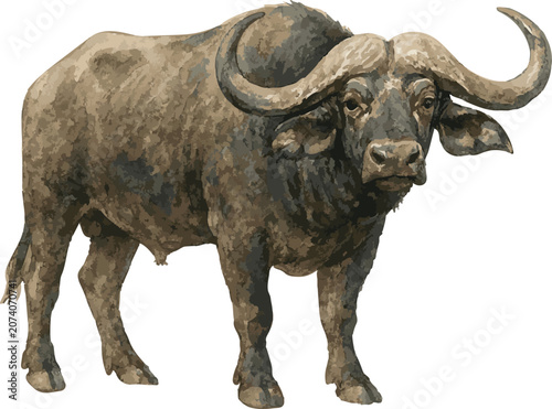 Canvas Print watercolor illustration of african buffalo