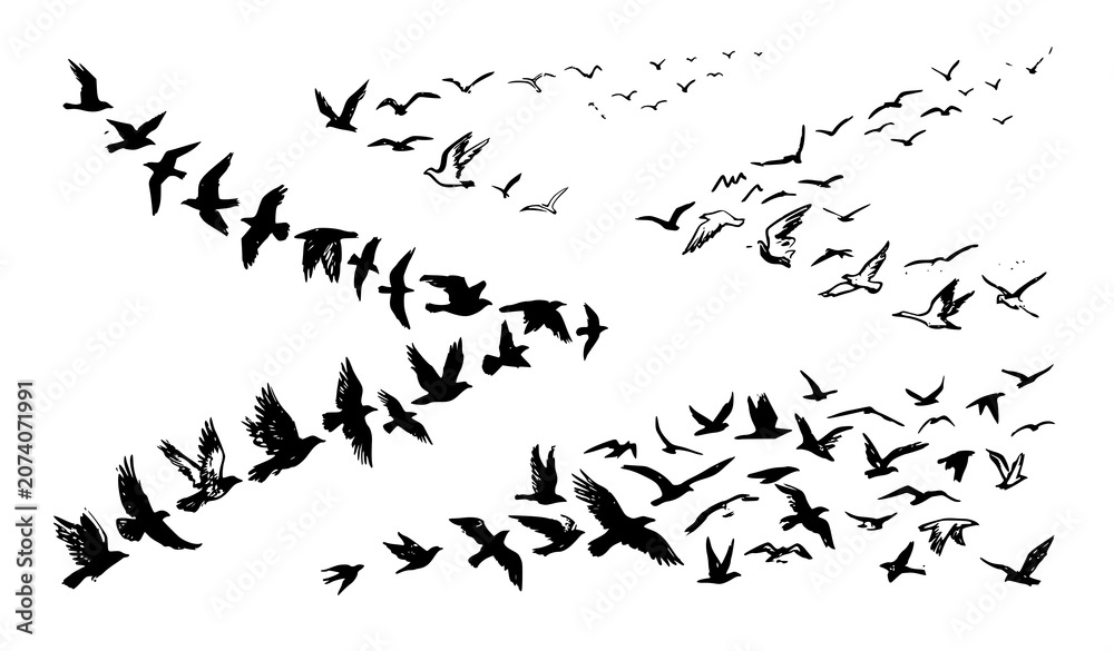 Obraz premium Flying Birds Ink Brush Vector Set Hand Drawn Flock Silhouette Illustration