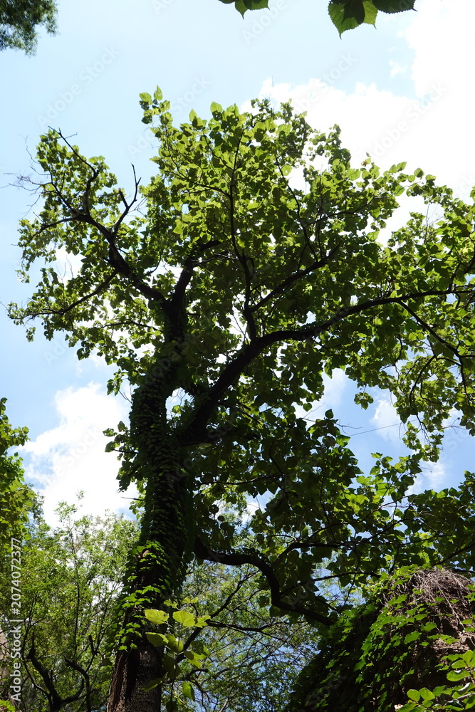 Fototapeta premium tree in the forest