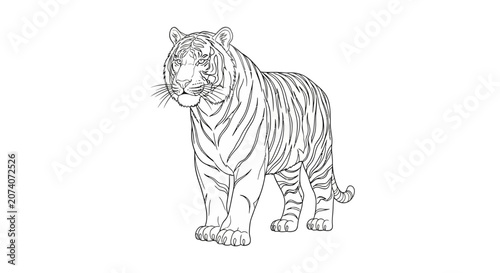 Tiger standing in a pose.