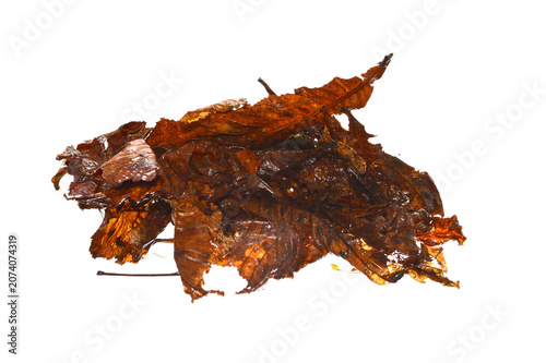dry leaf isolated on white background
