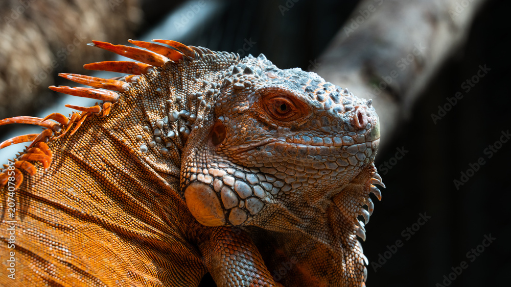 Fototapeta premium Close-up profile portrait of a red iguana head featuring prominent dorsal spines and intricate scale textures