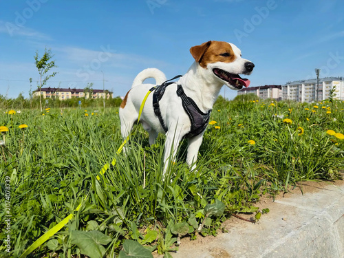 A Jack Russell terrier dog stands on a green lawn on a bright sunny day