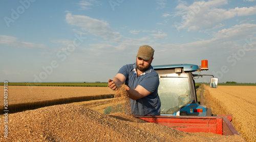 Fotografie Farmer examining wheat grain after harvest in agricultural field