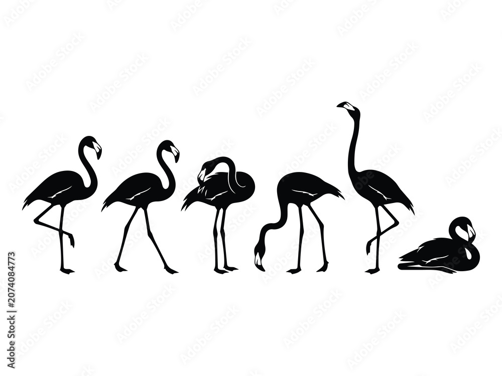 Obraz premium graceful set of six black flamingo silhouettes in various standing and walking poses on a white background