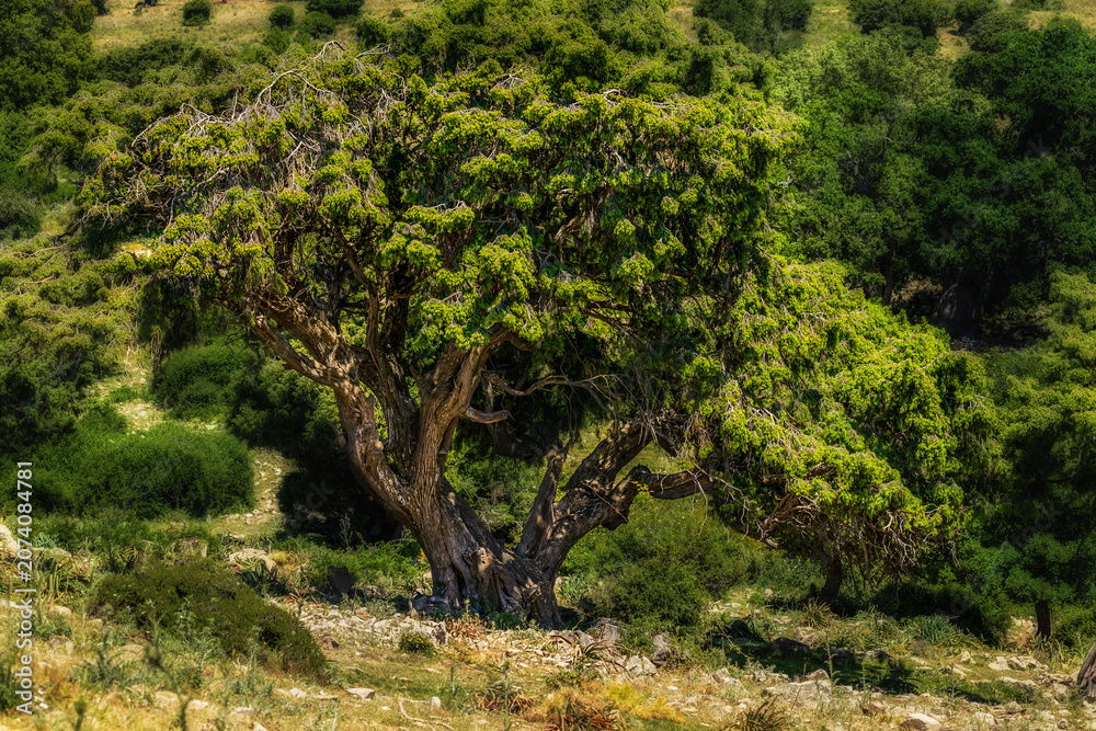Fototapeta premium Alter großer Wacholderbaum