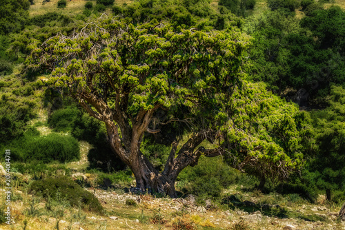 Alter  großer Wacholderbaum