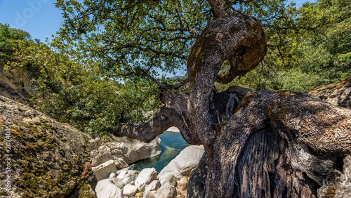 liegender Baum mit verdehten Stamm