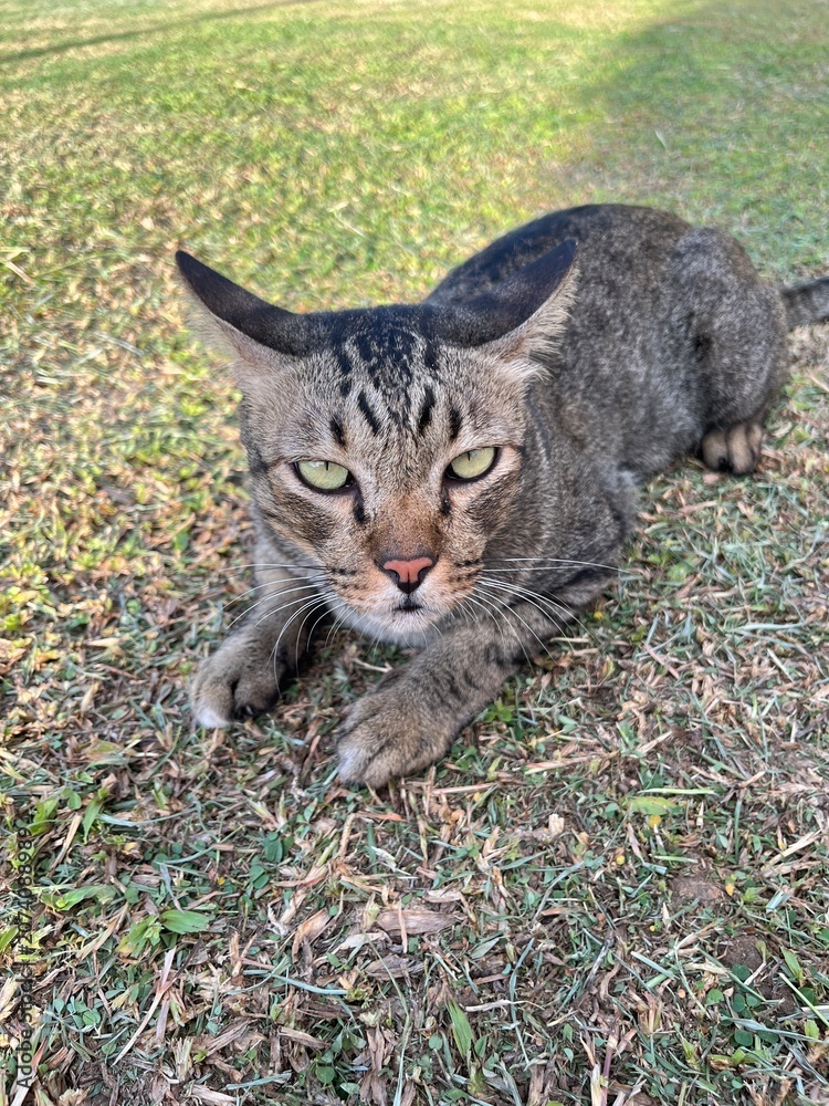 Naklejka premium Curious Tabby Cat Looking at Camera While Resting on Grass
