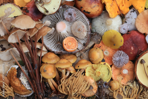 Photos Mushroom panel, background texture autumn forest harvest