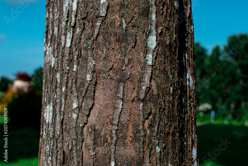 Old wood textured background. Dark driftwood surface, burnt wood brushing.