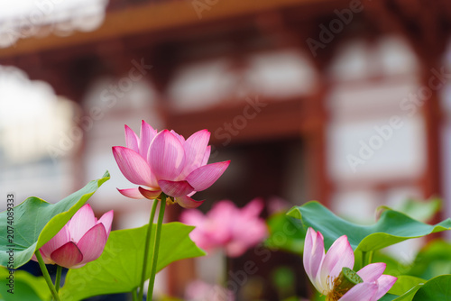 ハスの花と寺院