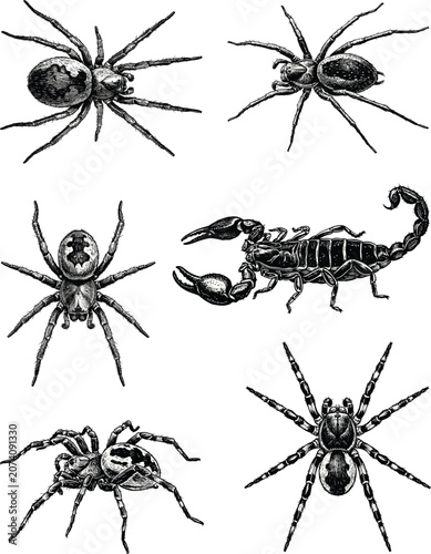 Fotografie Spider and scorpion vector illustration set with detailed venomous arachnids in vintage classic hand drawn monochrome engraved sketch style