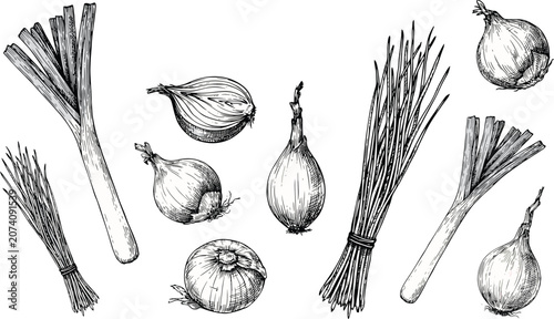 Принти на полотні Onion vector illustration set with vintage engraved whole bulbs cut slices green leeks chives and scallions for organic vegetable food design