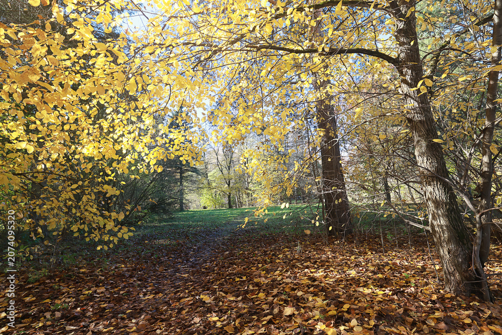 Fototapeta premium autumn park, nature landscape, trees in a seasonal background