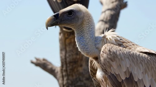 A close-up of a bird with a hooked beak and light-brown feathers