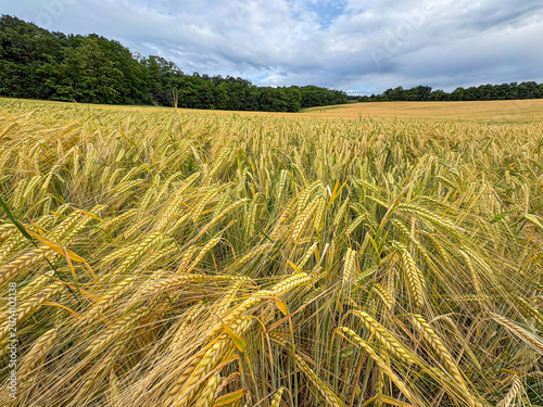 Lush Wheat Field Under Cloudy Blue Sky