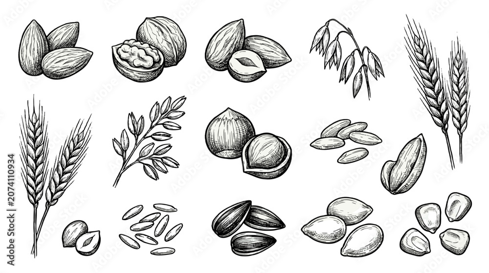 Fototapeta premium Hand drawn grain and nut botanical sketch set on white