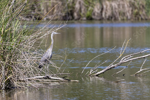 Juvenile grey heron, Ardea cinerea,  on a lake in the south of France
