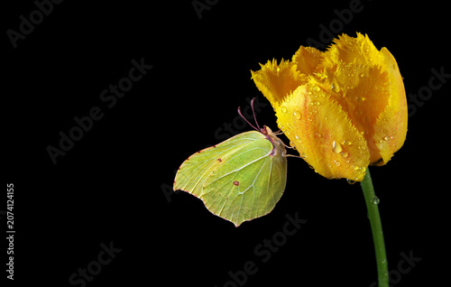 фотографія bright yellow butterfly on yellow tulip in dew drops isolated on black