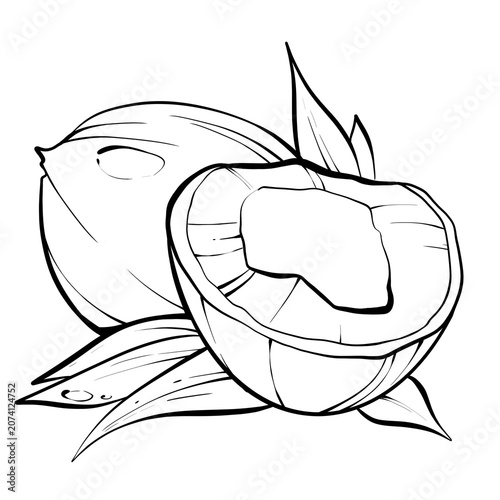 Canvastavla Black and white coconut, Coconut sketch, Tropical fruits