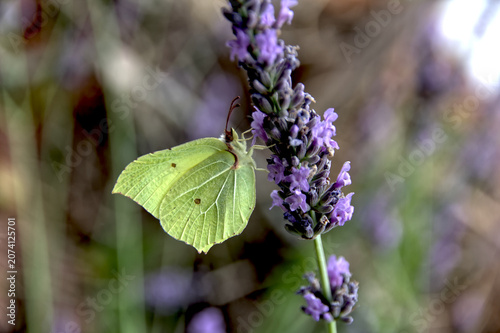 Fotografía Brimstone butterfly on lavender flower in summer garden