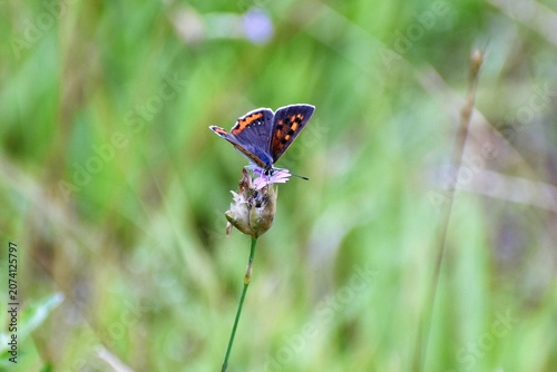Foto Small Copper butterfly feeding on Gypsophila elegans
