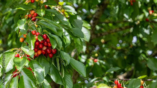 Fotografía Clusters of ripe sweet cherries hanging from leafy branches in a fruit orchard