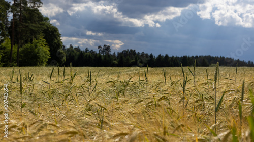Foto Ripening grain field beneath approaching storm clouds during the growing season