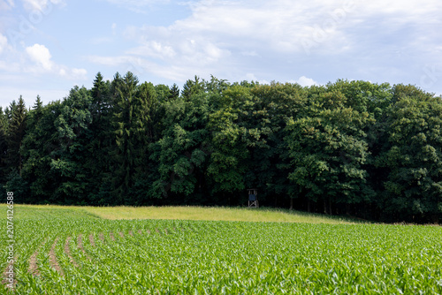 Foto Young corn field bordering a mixed forest under a clear summer sky