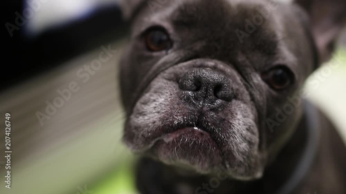 close-up portrait of a french bulldog pet