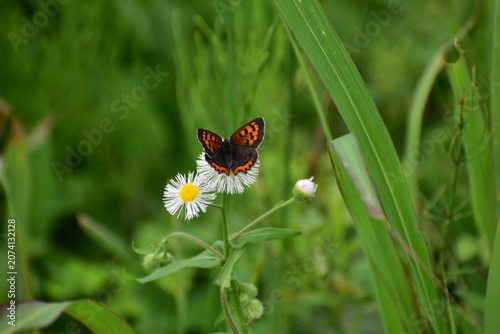 Schilderij op canvas Small Copper butterfly feeding on Fleabane flowers
