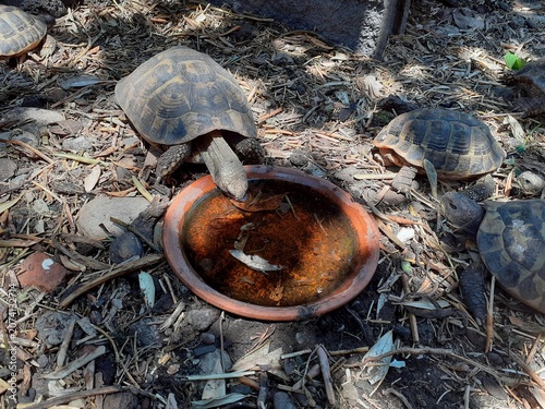 Una tartaruga beve acqua da una pozza mentre un'altra tartaruga la guarda.