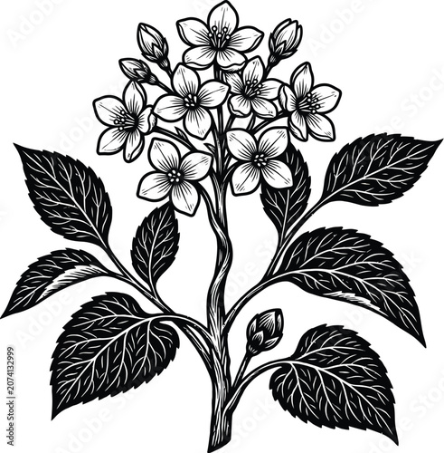 Vintage Jasmine Flower Vector Illustration