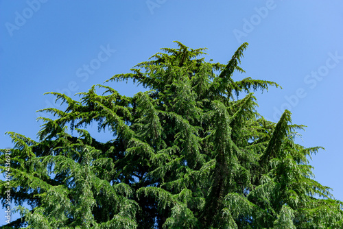 Crown of sprawling Himalayan cedar (Cedrus Deodara, Deodar) with abundant green foliage stands prominently against clear blue sky in Adler resort city near Sochi, creating harmonious blend of nature