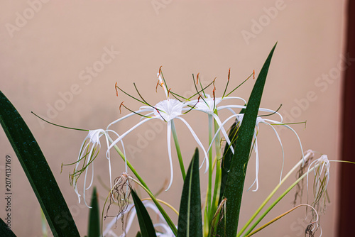 Beautiful close-up of a white Spider Lily (Hymenocallis) flower featuring long, delicate spidery petals, vibrant green leaves, and prominent stamens against a soft beige background. Perfect for tropic