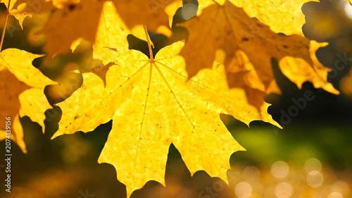 Golden maple leaves glow in the warm autumn sunlight
