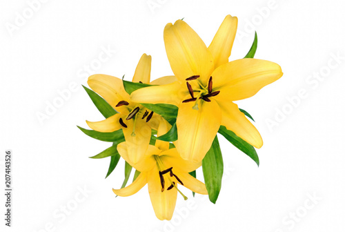 фотографія Three Radiant Yellow Lily Flowers in Full Bloom