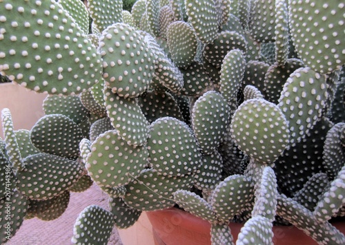cactus Opuntia microdasys