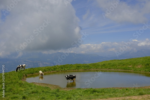 Dairy cows grazing by a mountain pond in Lessinia highlands