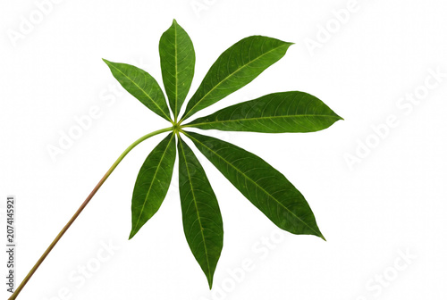 Schilderij op canvas Green Cassava Leaf Showing Palmately Compound Structure