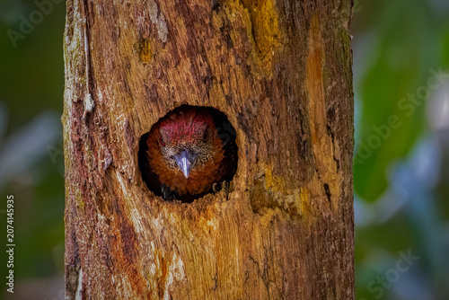 Detailed wildlife photography of a nesting bird hiding inside a hollow tree trunk, showcasing beautiful bark texture and natural bokeh.