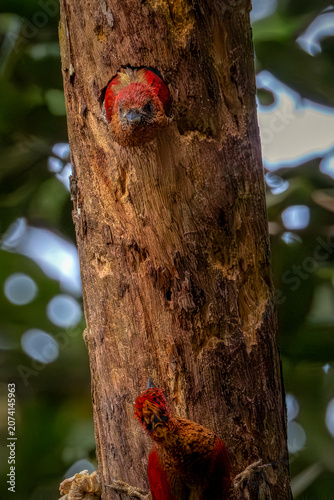 Detailed wildlife photography of a nesting bird hiding inside a hollow tree trunk, showcasing beautiful bark texture and natural bokeh.