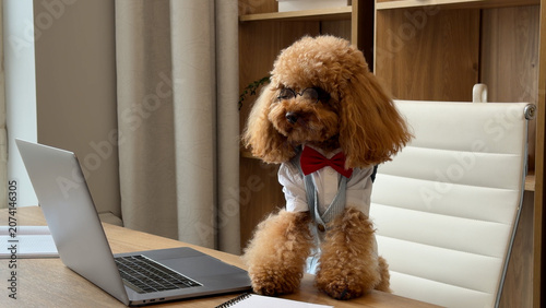 Foto Brown poodle wearing red bowtie sits beside open laptop on wooden desk in tidy h