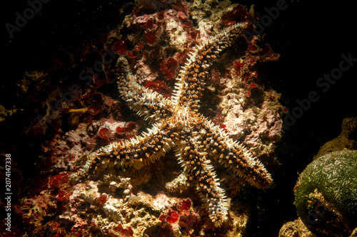 Blue spiny starfish (Coscinasterias tenuispina). Alghero, Sardinia, Italy