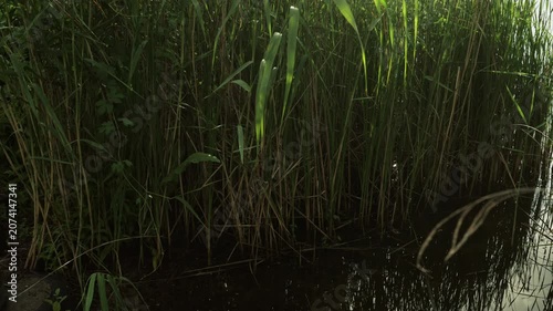 Dense green reeds growing in dark water with reflections of the sky