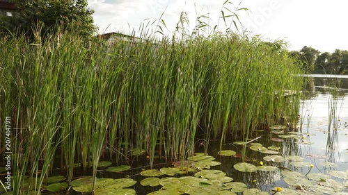 Lush green reeds and lily pads on a calm lake surface with buildings in background