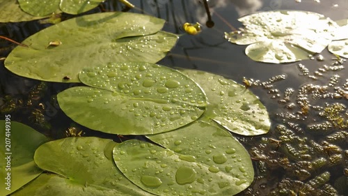 Close-up of water droplets on lily pads reflecting sunlight on a calm pond